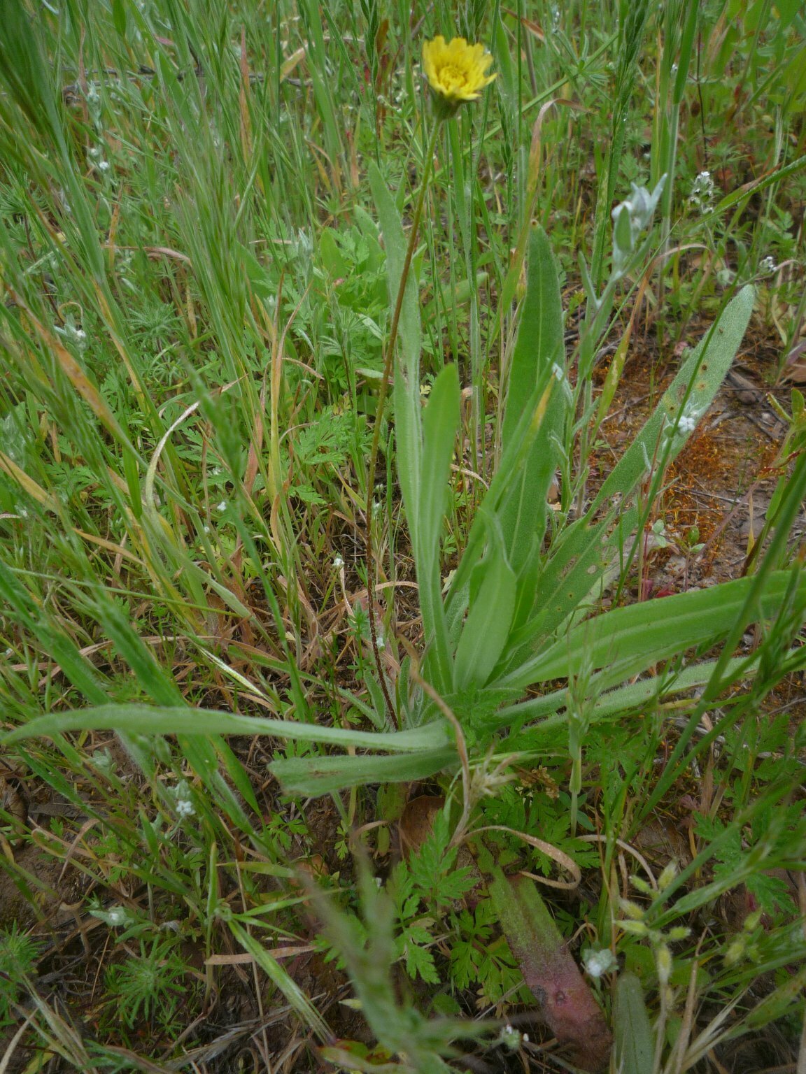 High Resolution Agoseris heterophylla heterophylla Plant